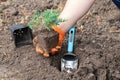 Male gardener planting juniper plants in the yard. Blue Carpet Juniper seedling in a gardener hand. Seasonal works in the garden. Royalty Free Stock Photo