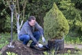 Male gardener prepares young tree for planting. Man cuts and removes the shipping package from the roots spruce sapling Royalty Free Stock Photo