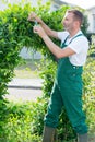 Male gardener prunning hedge Royalty Free Stock Photo
