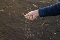 Male gardener sows lawn grass. Selective focus.