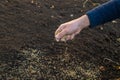 Male gardener sows lawn grass. Selective focus.