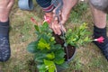 male gardener transplanting mandeville into a large hanging pot, love for plants Royalty Free Stock Photo