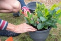 male gardener transplanting mandeville into a large hanging pot, love for plants Royalty Free Stock Photo