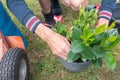 male gardener transplanting mandeville into a large hanging pot, love for plants Royalty Free Stock Photo