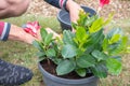 male gardener transplanting mandeville into a large hanging pot, love for plants Royalty Free Stock Photo