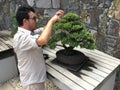 Male gardener trimming bonsai tree Royalty Free Stock Photo