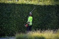 Male gardener trimmming hedge in Copenhagen Denamrk