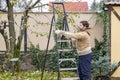 Male gardener using ladder pruning branches of fruit trees in orchard using saw or battery powered secateurs or shears in autumn