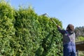 Male gardener using a long reach pole hedge trimmer to cut the top of a tall hedge Royalty Free Stock Photo