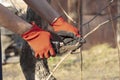 Male gardener in work gloves cuts branches of a fruit tree with pruning shears Royalty Free Stock Photo