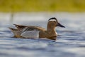 Male garganey duck