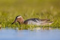 Male garganey duck foraging in wetland