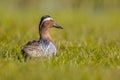 Male garganey duck looking backward