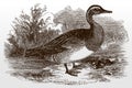 Male garganey, spatula querquedula in side view standing on a shore of a lake