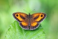 Gatekeeper Butterfly - Pyronia tithonus at rest. Royalty Free Stock Photo