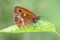 Gatekeeper Butterfly - Pyronia tithonus at rest with closed wings. Royalty Free Stock Photo