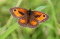 Male Gatekeeper or Hedge Brown butterfly