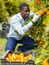 Male gathering harvest of mandarins