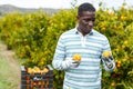 Male gathering harvest of mandarins