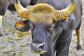 Male Gaur Royalty Free Stock Photo