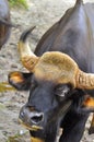 Male Gaur Royalty Free Stock Photo