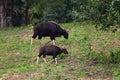 Male Gaur (Bos gaurus laosiensis) Royalty Free Stock Photo