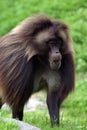 Male Gelada baboon