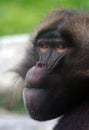 Male Gelada baboon