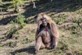 Male gelada baboon sitting on highland slope
