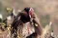Male gelada baboon Theropithecus gelada showing his teeth Royalty Free Stock Photo