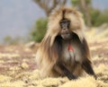 Male Gelada Baboon (Heropithecus gelada)