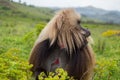 Male Gelada Monkey in the Simien Mountains, Ethiopia Royalty Free Stock Photo