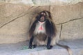 Gelada Theropithecus gelada 1 Royalty Free Stock Photo