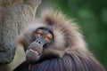 Male gelada, Theropithecus gelada, hairy primate