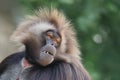 Male gelada, Theropithecus gelada, hairy primate