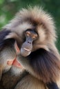 Male gelada, Theropithecus gelada, hairy primate Royalty Free Stock Photo