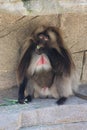 Gelada Theropithecus gelada 4