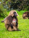 Male Gelada Theropithecus gelada monkey in Semien Mountains, Ethiopia Royalty Free Stock Photo