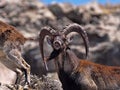 Walia ibex, Capra walia , is the rarest ibex, in the Simien Mountains of Ethiopia lives about 500 animals. Royalty Free Stock Photo