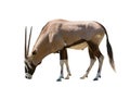 Male gemsbok antilope isolated white background