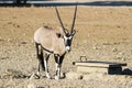 Male gemsbok Oryx gazella with magnificent horns closeup standing in the Kalahari desert