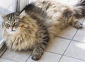 Tender cat lying at the window, brown tabby male Royalty Free Stock Photo