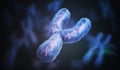 Male gender Y chromosome. Genetics concept. 3D rendered illustration