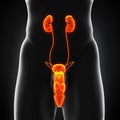 Male Genitourinary System