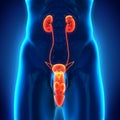 Male Genitourinary System