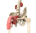 Male Genitourinary System