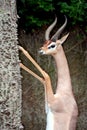 Male Gerenuk Royalty Free Stock Photo