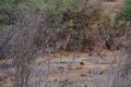 Male Gerenuk antelope on african savanna at Tsavo East National Park in Kenya