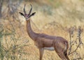 Male Gerenuk Litocranius walleri Royalty Free Stock Photo