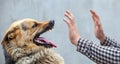 Male German shepherd bites a man by the hand. Royalty Free Stock Photo